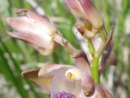 Orthochilus aculeatus subsp. huttonii
